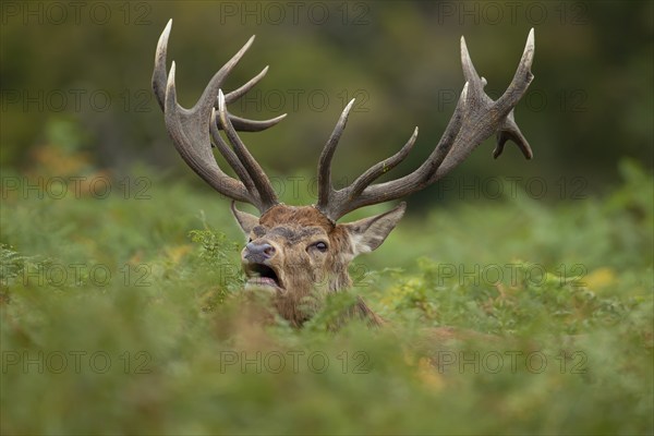 Red deer (Cervus elaphus) adult male stag roaring during the rutting season amongst Bracken leaves,