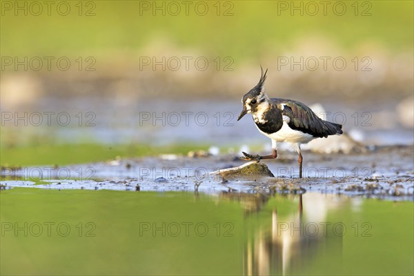 Northern lapwing (Vanellus vanellus) foraging on the lakeshore, Dessau