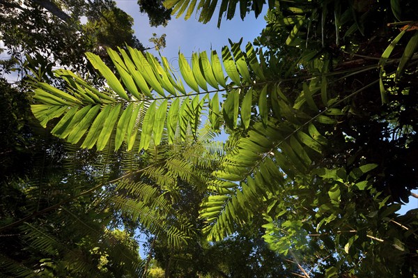 Fern leaf, flora, plant, green, backlit in tropical rainforest, Queensland, Australia, Oceania