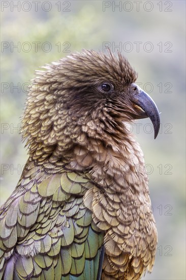 Kea (Nestor notabilis), Fiordland National Park, New Zealand, Oceania