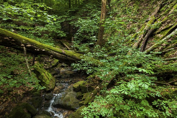 Waldbach near Thürmsdorf