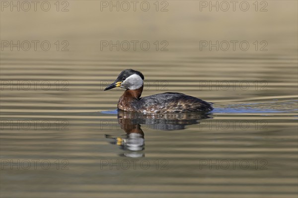 Red-necked grebe (Podiceps grisegena) (Podiceps griseigena) swimming in lake during the breeding