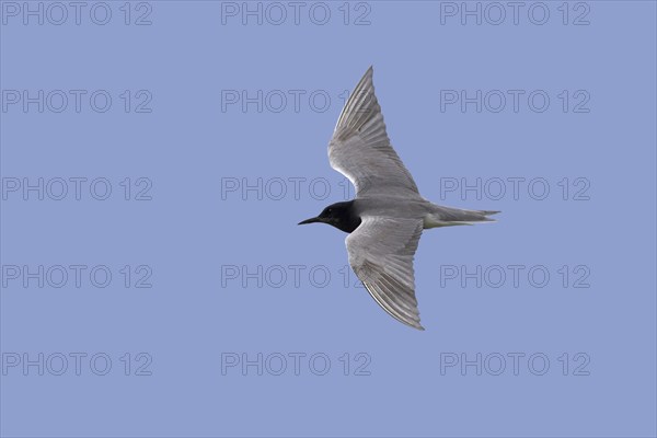 Black tern (Chlidonias niger) in breeding plumage in flight against blue sky