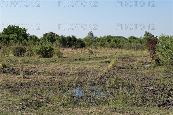 Puszta and steppe landscape in Hortobagy National Park, Hortobagy Nemzeti Park, UNESCO Biosphere