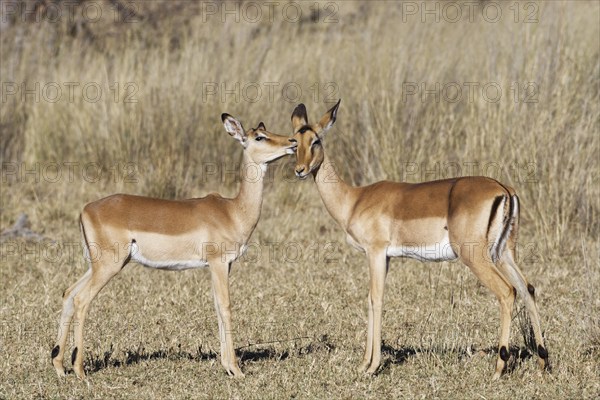 Common impalas (Aepyceros melampus), two females in dry grassland, showing affection, savanna,