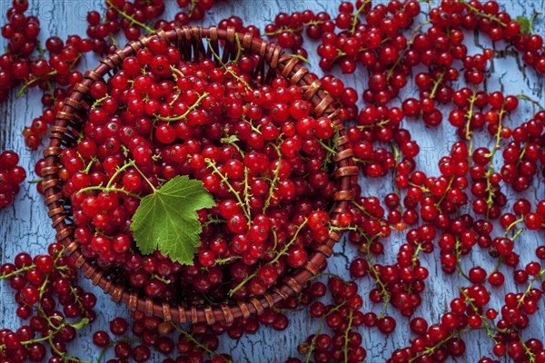 Redcurrant red currant berries in wicker bowl on kitchen table