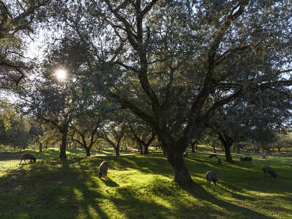 Grazing pigs and holm oaks (Quercus ilex) in the Sierra de Aracena, aerial view, drone shot, Huelva