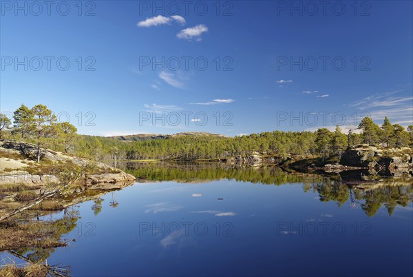 Wooded banks reflected in a calm lake, deserted, pine trees, Kystriksveien, Helgeland, Nordland,