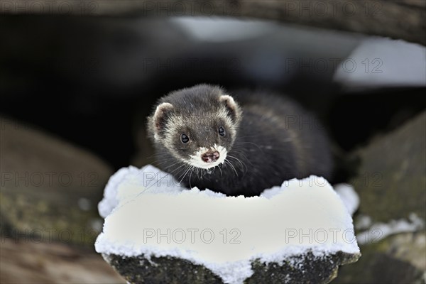 European polecat (Mustela putorius) or woodland polecat, sitting on a snow-covered woodpile,