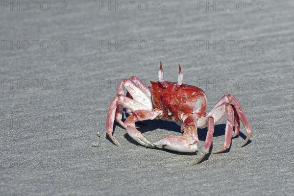 Painted ghost crab, cart driver crab (Ocypode gaudichaudii) on the beach at Puerto Villamil on