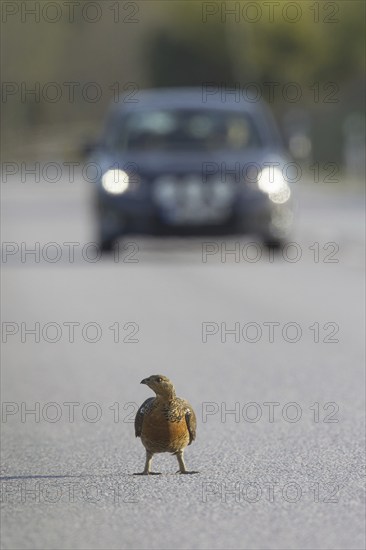 Western Capercaillie (Tetrao urogallus), Wood Grouse, Heather Cock hen crossing road in spring