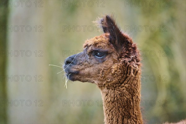 Llama (Lama glama) juvenile, portrait, Bavaria, Germany, Europe