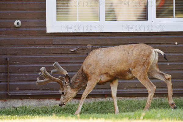 Mule deer (Odocoileus hemionus) or big-eared deer, deer with velvet antlers in front of a house,