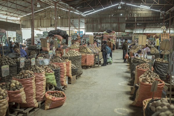Market hall, potato variety, Mercado Mayorista, Huancayo, Peru, South America
