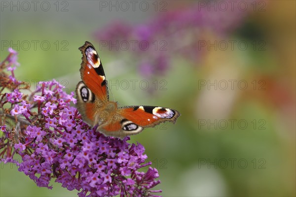 European peacock (Aglais io), on summer lilac or butterfly-bush (Buddleja davidii), Wilden, North