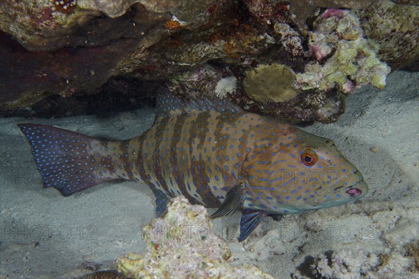 Red Sea trout perch (Plectropomus pessuliferus marisrubri) at night. Dangerous Reef Dive Site, St