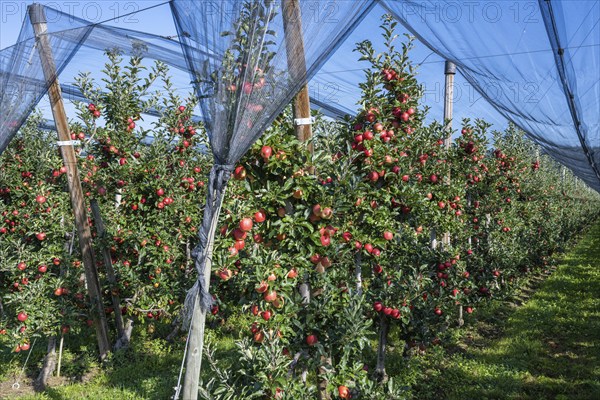 Apple orchard with apples ripe for harvesting and hail protection net, Bodman-Ludwigshafen,