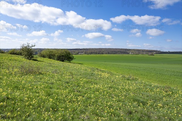 Meadow with common cowslip (Primula veris), flowering, blue sky, white clouds, Thuringia, Germany,
