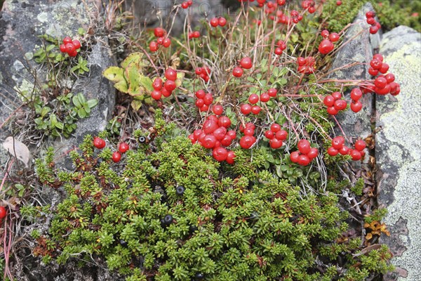 Red cranberries (Vaccinium subg.) and black crowberries (Empetrium nigrum) in the tundra, Lapland,