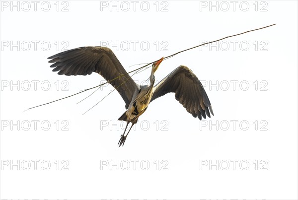 Grey heron (Ardea cinerea) transports nesting material, Highkey image, Aggeraue, Wahner Heide,