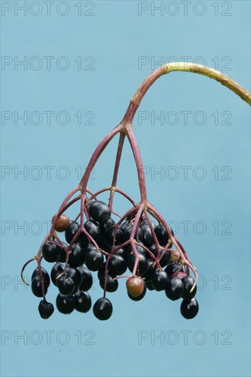 Elderberries, Germany, Black elderberries, Europe, Plants, Honeysuckle family, Caprifoliaceae,