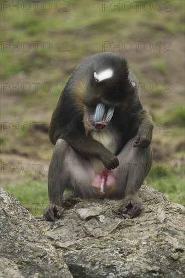 Mandrill (Mandrillus sphinx), male, sitting, penis, guenon, guenon, Anthropoidae, catarrhines