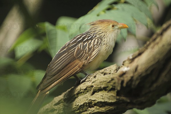 Guira cuckoo (Guira guira), captive