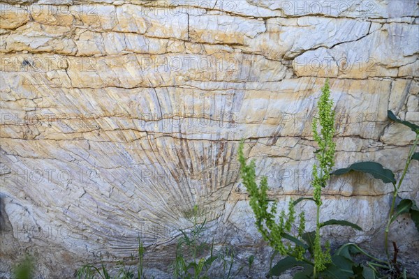 Golden, Colorado, An impression of a palm frond along the Triceratops Trail is evidence that
