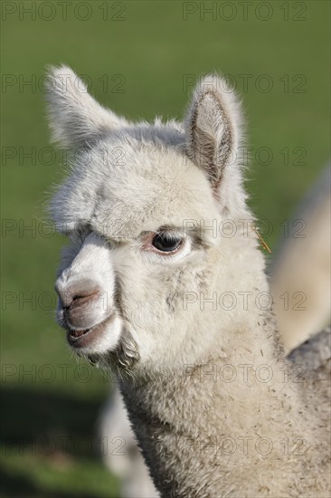 Young alpaca (Vicugna pacos), animal child, foal, Germany, Europe