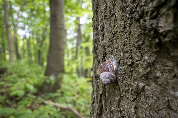 Snail on a tree, Wiesensteig, Swabian Alb, Baden-Württemberg, Germany, Europe