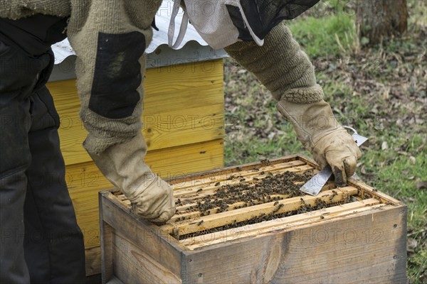 Honey bees (Apis), beekeeper removing frame with bees from hive, Baden-Württemberg, Germany, Europe