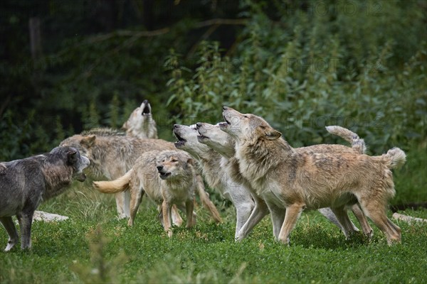 Timber Wolf (Canis lupus), howling group of wolves, captive, Germany, Europe