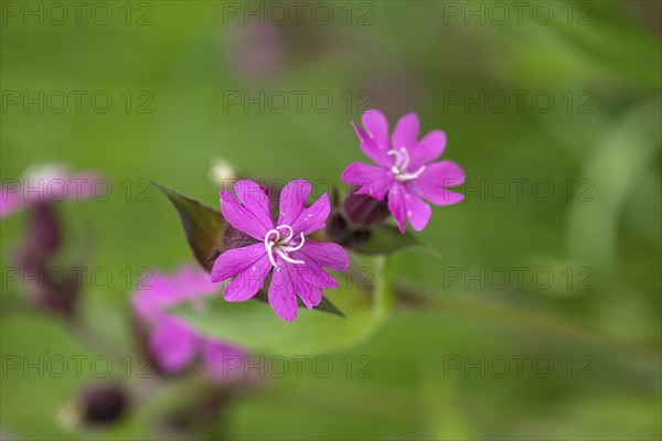 Flowers of a red campion (Silene dioica), Bavaria, Germany, Europe