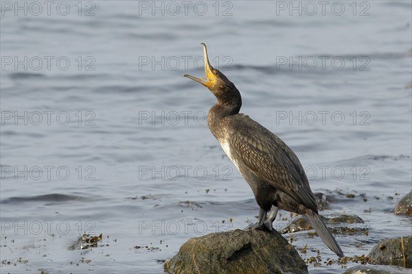Great cormorant (Phalacrocorax carbo), wildlife, standing on a rock, opening its beak, animals,
