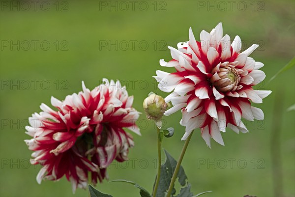 White-red dahlias, Kiel, Schleswig-Holstein, Germany, Europe