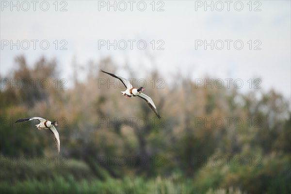 Common shelduck (Tadorna tadorna) couple flying, Camargue, France, Europe
