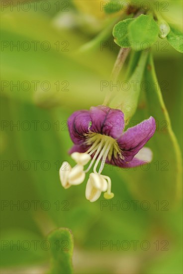 Fenugreek (Lycium barbarum)