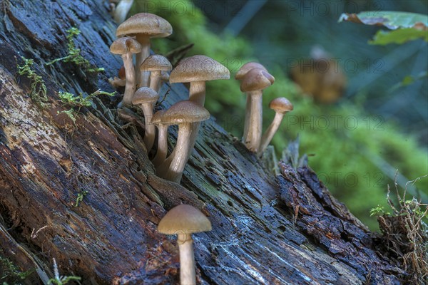 Spotted freckle-gilled gymnopilus (Gymnopilus penetrans) Mixed forest, Franconia, Bavaria, Germany,