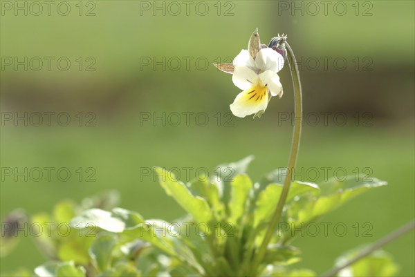 Field heartsease (Viola tricolor), medicinal plant, herb, wild plant, medicinal use