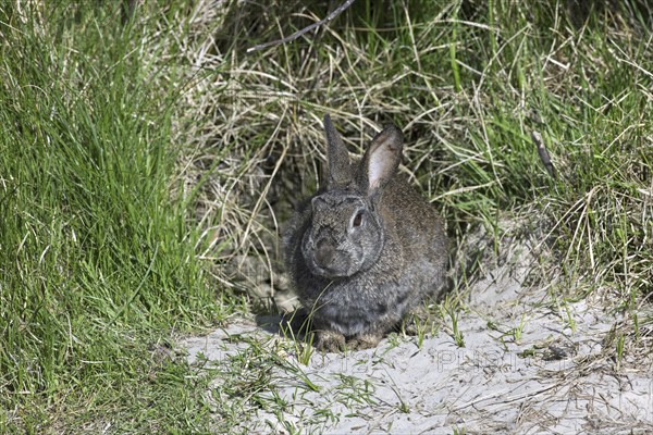 European rabbit (Oryctolagus cuniculus) in front of burrow entrance, Germany, Europe