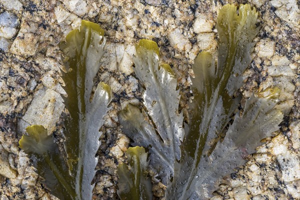 Toothed wrack, serrated wrack (Fucus serratus) seaweed of the north Atlantic Ocean