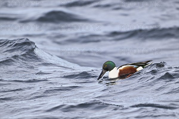 Northern shoveler (Spatula clypeata) (Syn.: Anas clypeata), male swimming on Lake Zug, Switzerland,