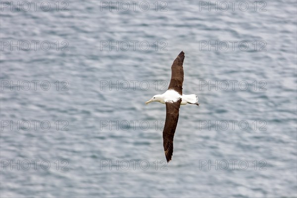 Albatros (Diomedea sanfordi), Taiaroa Head, Otago Peninsula, Neuseeland