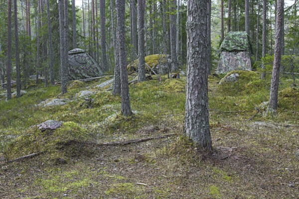 Two wildlife photographers' hides near lek of Western capercaillie (Tetrao urogallus) in spruce