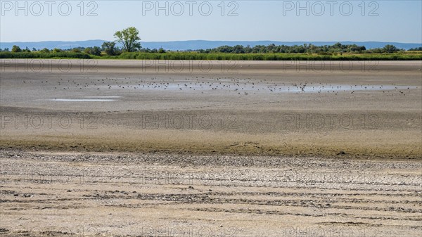 Heavily dried-up Zicksee, Lake Neusiedl-Seewinkel National Park, Burgenland, Austria, Europe