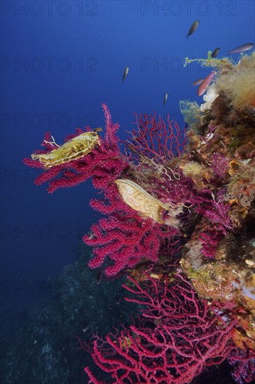 Two specimens of egg capsule of nursehound (Scyliorhinus stellaris) on violescent sea-whip