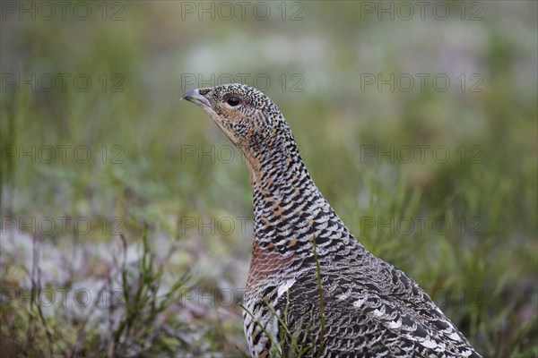 Close up portrait of Western capercaillie (Tetrao urogallus), wood grouse hen, female in spring