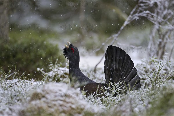 Western Capercaillie (Tetrao urogallus), Wood Grouse, Heather Cock calling during courtship display