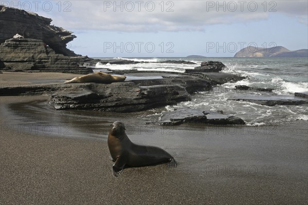 Galapagos sealions, Galápagos sea lions (Zalophus wollebaeki) on the beach of Puerto Egas on