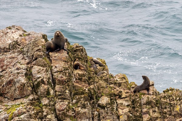 Pinnipeds (Pinnipedia), Nugget Point, Otago, New Zealand, Oceania